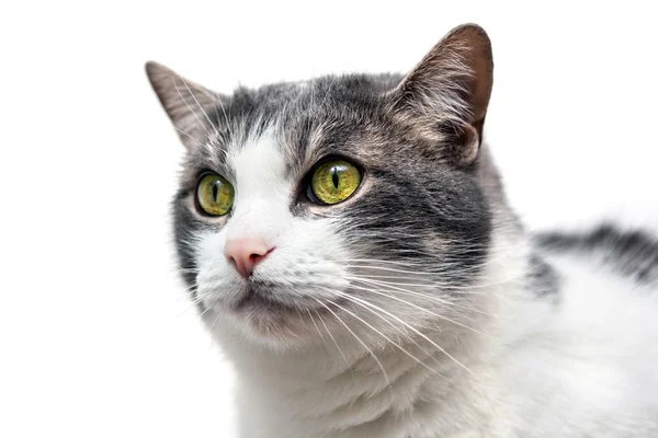 Retrato de gato aislado en blanco — Foto de Stock