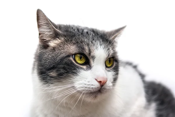 Portrait de chat isolé sur blanc — Photo