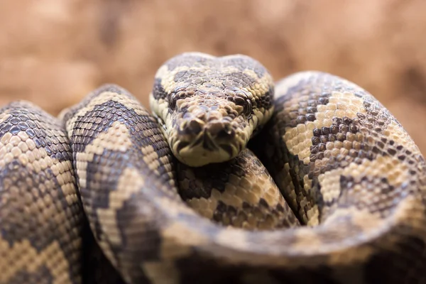 Szőnyeget Piton - Morelia spilota variegata — Stock Fotó