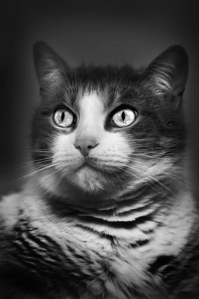 Retrato de gato em preto e branco — Fotografia de Stock