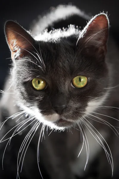 Chat gris dans le rétroéclairage — Photo