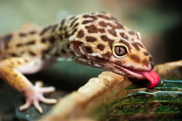 Leopard gecko (Eublepharis macularius) Rechtenvrije Stockafbeeldingen