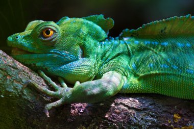 Tüylü basilisk (Basiliscus plumifrons)