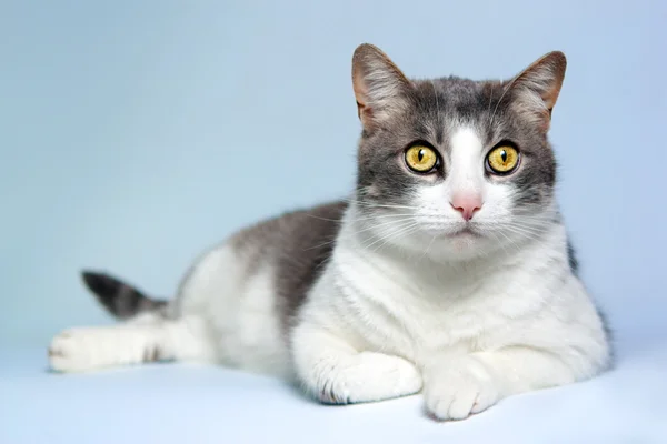 Gato perezoso sobre fondo azul —  Fotos de Stock