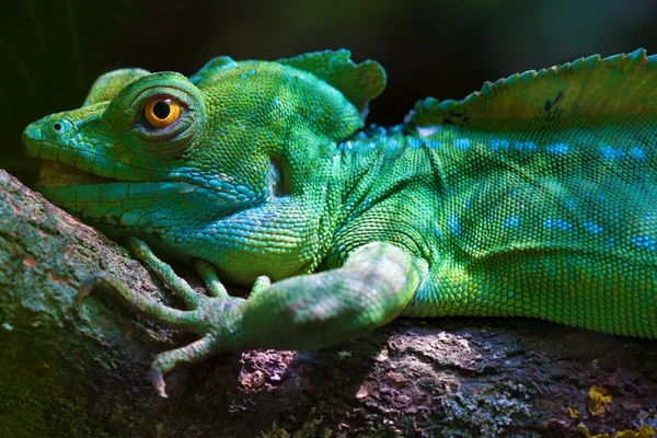 Gepruimde basilisk (Basiliscus plumifrons)) Rechtenvrije Stockfoto's