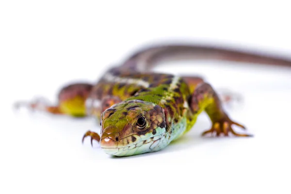 Lagarto de areia (Lacerta agilis) — Fotografia de Stock