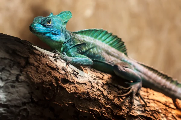 Tüylü basilisk (Basiliscus plumifrons)