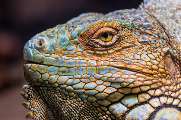 Grüner Leguan (iguana iguana)) — Stockfoto