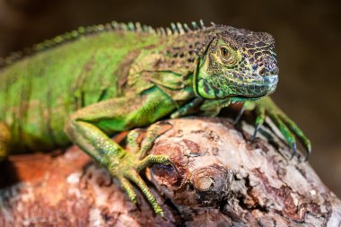 Yeşil iguana (Iguana Iguana)