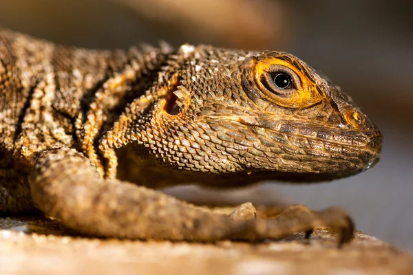 Madagáscar rápido de Merrem (Oplurus cyclurus ) — Fotografia de Stock