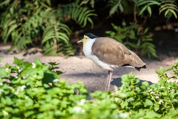 Maskierte Kiebitze (Vanellus miles)) — Stockfoto