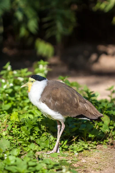 Maskierte Kiebitze (Vanellus miles)) — Stockfoto