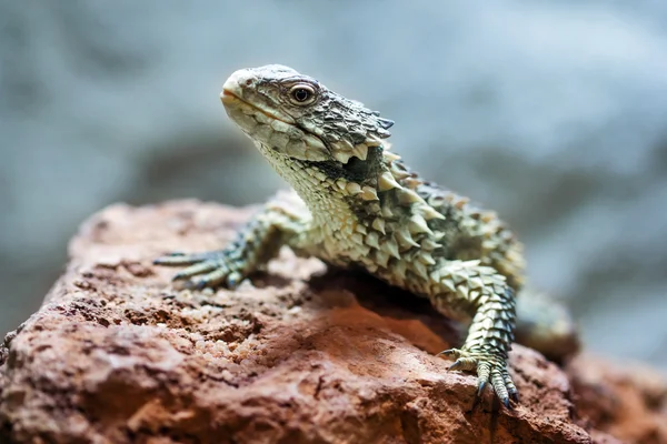 Sungazer, lagarto cinta gigante (Smaug giganteus ) — Fotografia de Stock