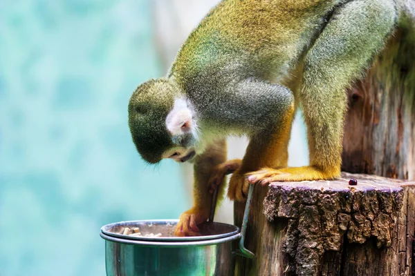Common squirrel monkey — Stock Photo, Image
