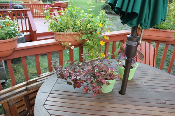 Gartengestaltung mit Ringelblumen und anderen Pflanzen — Stockfoto