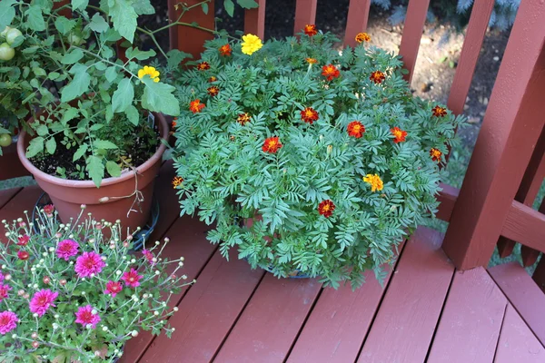 Gartengestaltung mit Ringelblumen und anderen Pflanzen — Stockfoto
