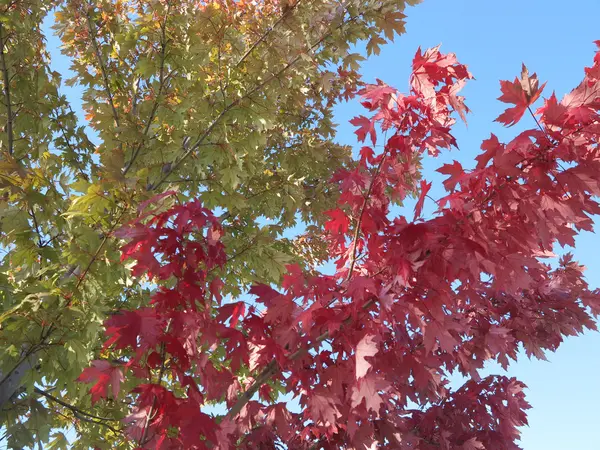 Belles feuilles d'arbres au début de l'automne — Photo