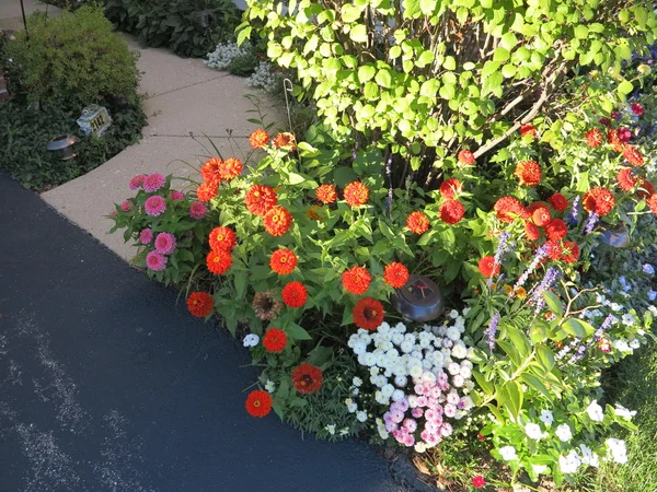 Dahlia e várias outras flores paisagem um jardim dianteiro suburbano — Fotografia de Stock