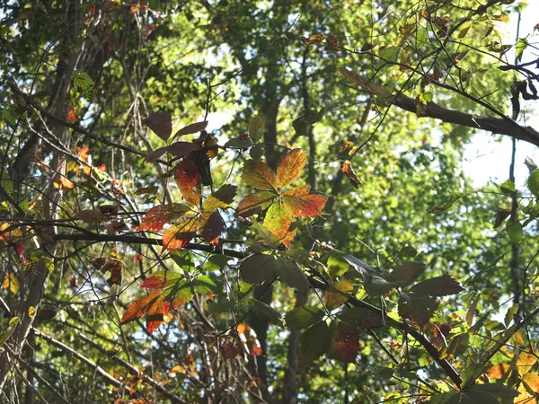 Leaves Start to change color marking the start of fall — Stock Photo, Image