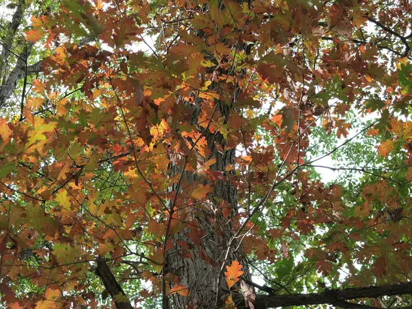 橡木叶在初秋开始打开树 — 图库照片