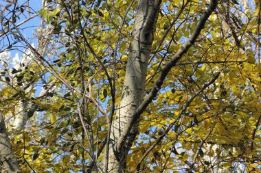 Huş ağacı veya Aspen bırakır, sarı ile sonbaharda mavi gökyüzü temizleyin