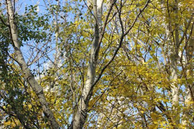 Huş ağacı veya Aspen bırakır, sarı ile sonbaharda mavi gökyüzü temizleyin