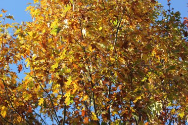 Meşe ağacı yaprakları sonbaharda güzel çeşitli renk tonları gösterilen