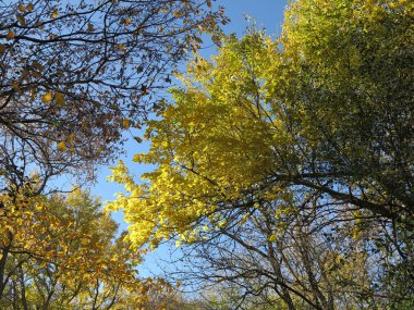 Kül veya Aspen Ağaçlar Sonbahar gösterilen güzel sarı yaprakları mavi gökyüzü karşı