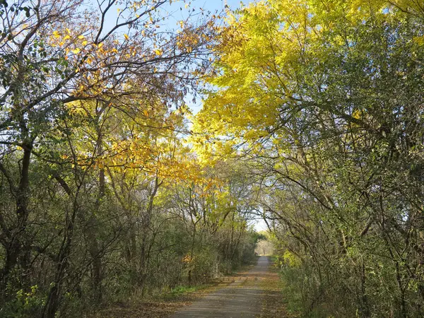 Ceniza o Aspen Trees en otoño Mostrando hermosas hojas amarillas contra un cielo azul — Foto de Stock