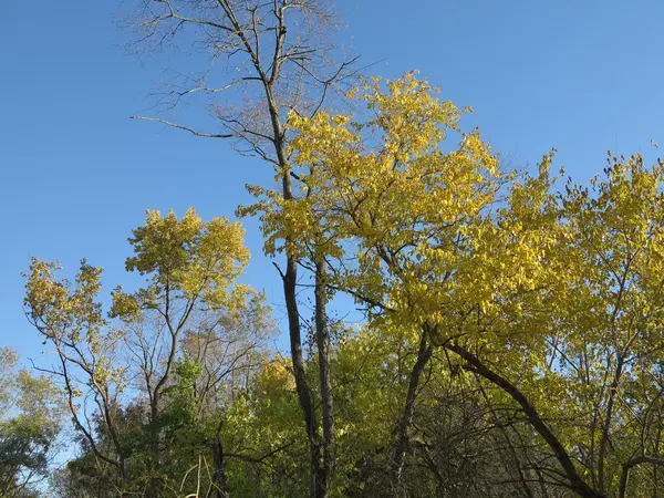 Ceniza o Aspen Trees en otoño Mostrando hermosas hojas amarillas contra un cielo azul — Foto de Stock