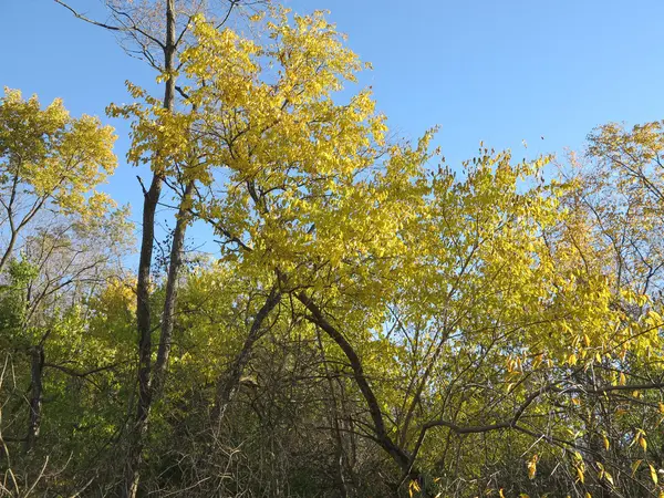 Frassino o frassino in autunno Mostrando belle foglie gialle contro un cielo blu — Foto Stock