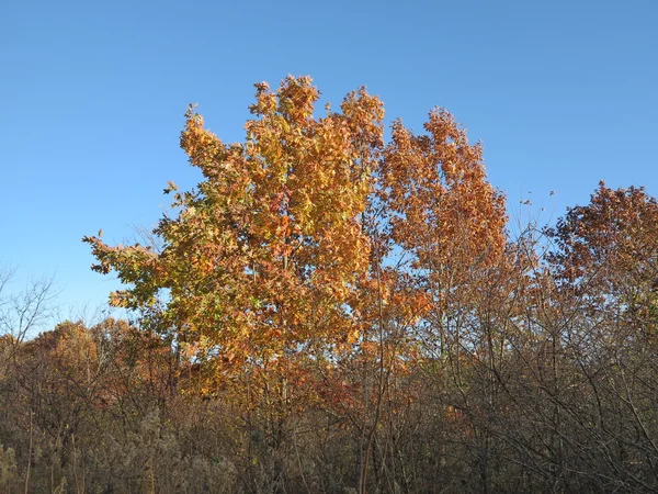 Rovere e acero che cambiano colore in autunno a Forest Preserve — Foto Stock