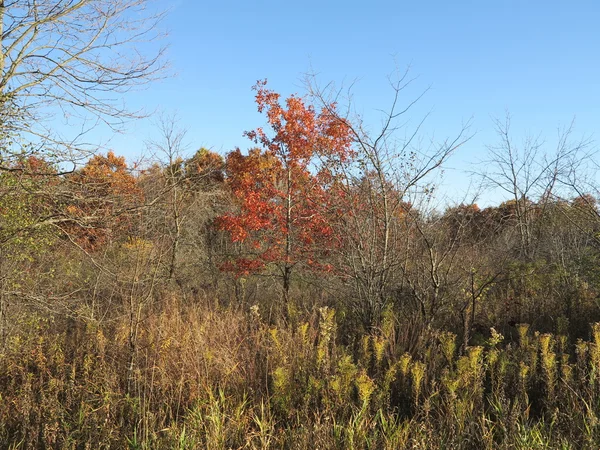 Árboles de roble y arce cambiando de color en otoño en la reserva forestal — Foto de Stock