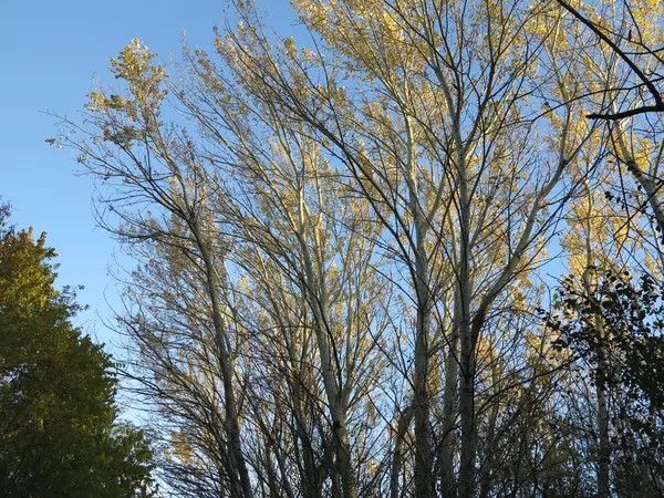 Árboles altos de abedul con hojas amarillas en otoño — Foto de Stock