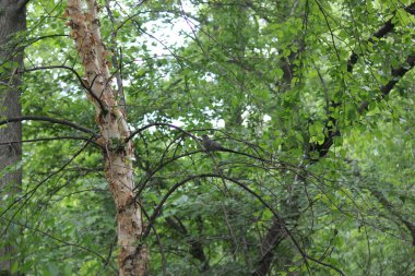 Ağaçlar ve kuş huzur içinde Central Park New York'ta aittir