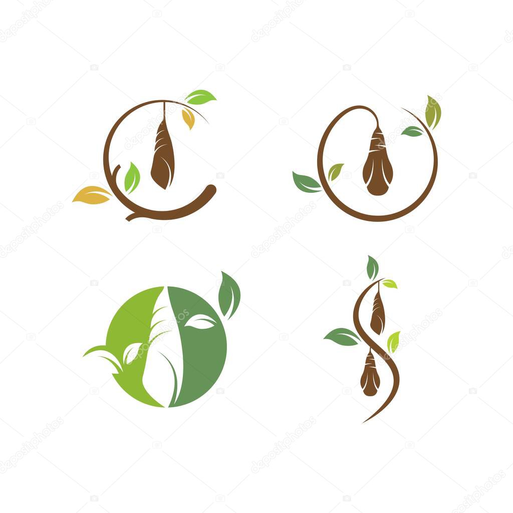 Cocoon vector illustrtion design template