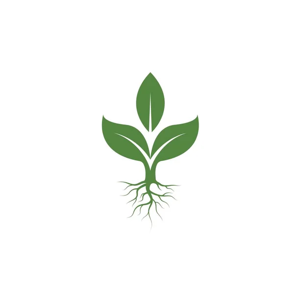 植物或树图标矢量图解设计模板网 — 图库矢量图片
