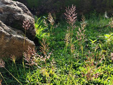 Bahçede krisopogon aciculatus otu