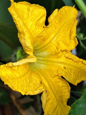 Bahçede sarı kabakulak çiçeği