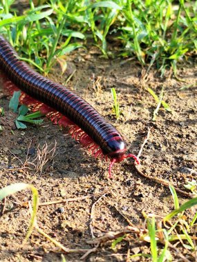 Çimlerin üzerinde sürünen bir kırkayağın yakın plan fotoğrafı.