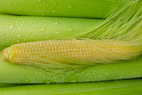 Unplugged Baby Corn Baby Corn White Background — Stock Photo, Image