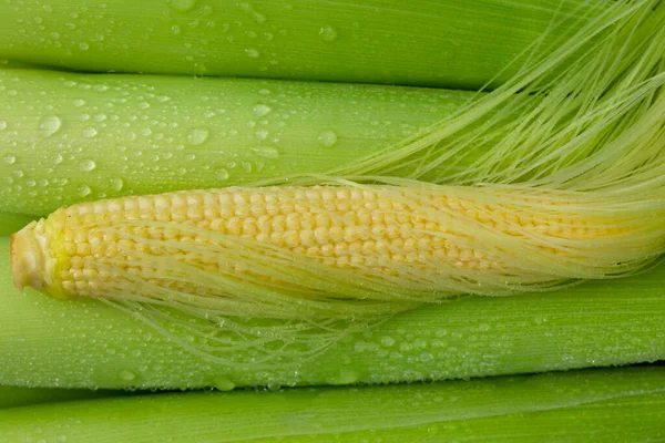 Unplugged Baby Corn Baby Corn White Background — Stock Photo, Image