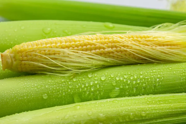 Unplugged Baby Corn Och Baby Corn Vit Bakgrund — Stockfoto