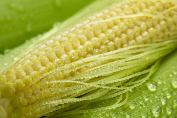 Детская Кукуруза Детская Кукуруза Белом Фоне — стоковое фото