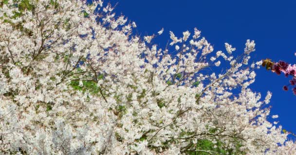 Tavasz Tajvanon Cseresznyevirágok Évszaka Wuling Farm Fehér Köd Cseresznyevirág — Stock videók