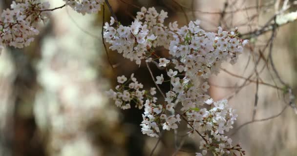 Primavera Taiwán Temporada Flores Cerezo Wuling Farm Niebla Blanca Flores — Vídeos de Stock