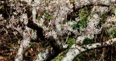 Tayvan 'da bahar, kiraz çiçekleri mevsimi, Wuling Çiftliği, beyaz sis, kiraz çiçekleri