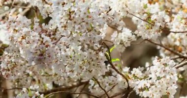 Tayvan 'da bahar, kiraz çiçekleri mevsimi, Wuling Çiftliği, beyaz sis, kiraz çiçekleri