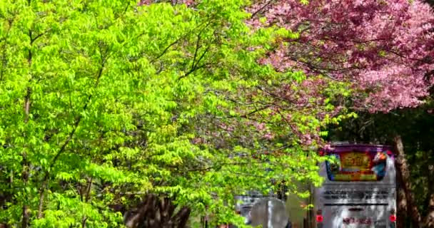 Taiwan Spring Cherry Blossom Viewing Wuling Farm Cherry Blossom Trail — Stock Video