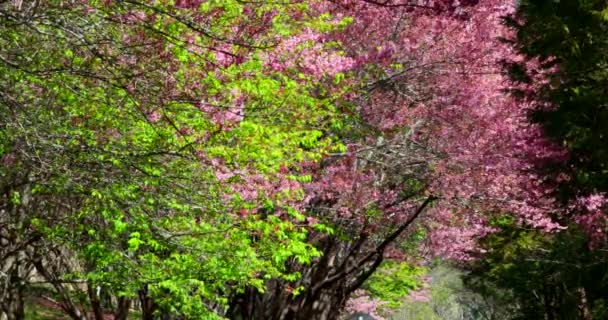 Taiwán Primavera Observación Flores Cerezo Wuling Farm Sendero Flores Cerezo — Vídeo de stock